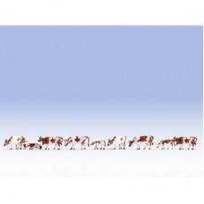 NO36723 Kühe, braun-weiß