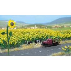 BU6003 Sunflower field