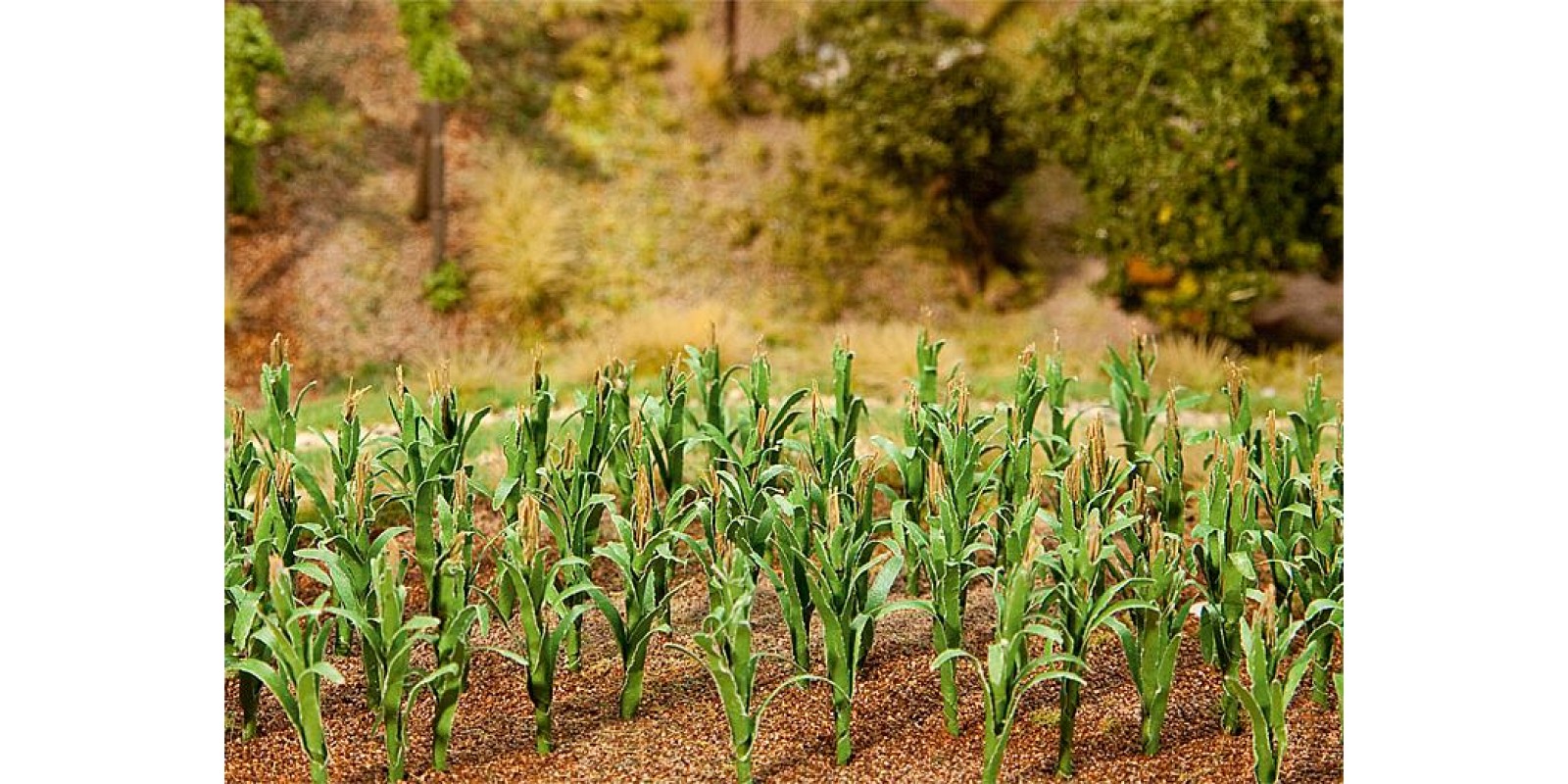 Fa181250 Corn plants 