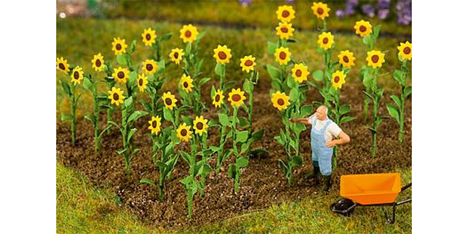 FA181256  16 Sunflowers