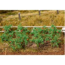 Fa181259 	 18 Tomato plants
