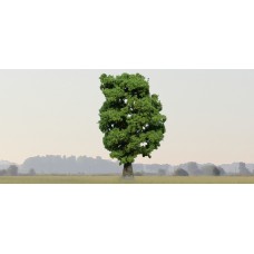 He1940 Oak tree, 18cm