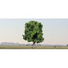 HE1945, 1 oak tree, 18cm