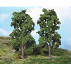 HE1980 2 chestnut trees, 20 cm