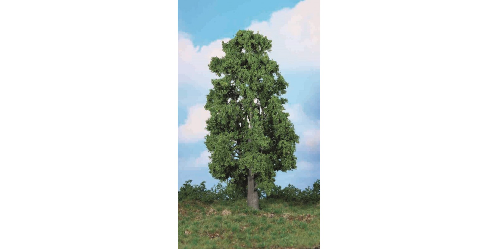 HE1988 1 chestnut tree, 30 cm  