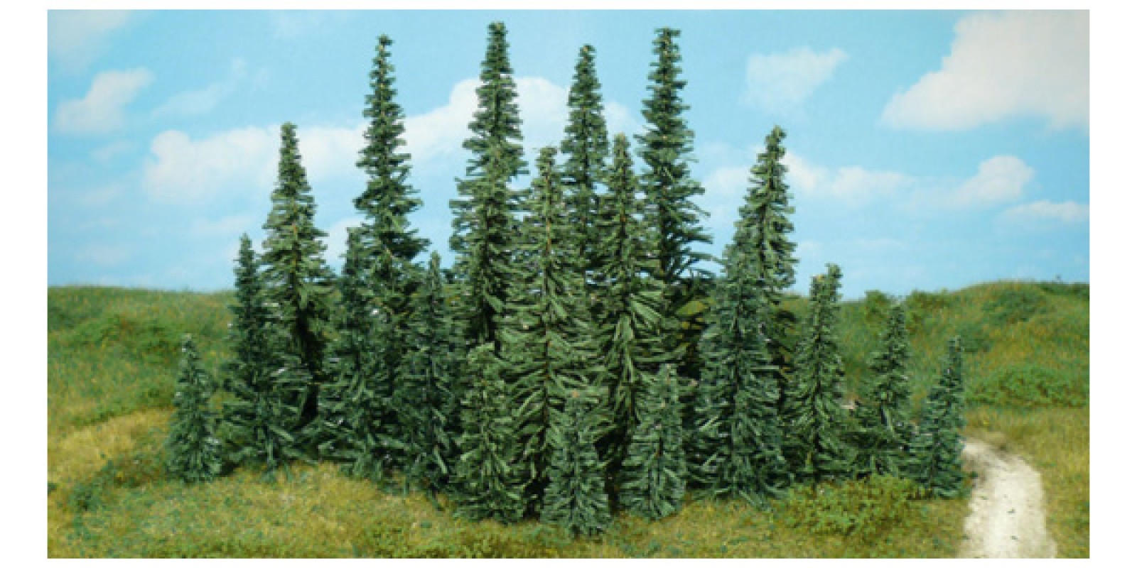 He2231 50 fir trees, 5 - 12 cm.