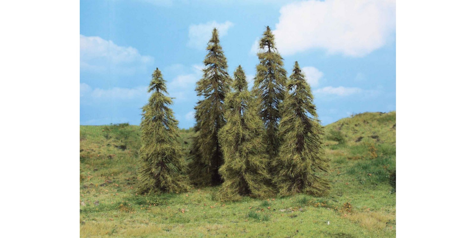 HE2176 Five larch trees, 14 - 18 cm