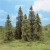 HE2176 Five larch trees, 14 - 18 cm