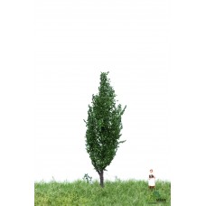 MBR51_2107 Italian poplar 6-10cm