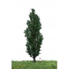 MBR51_2307 Italian poplar 18-22cm