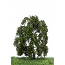 MBR51_2309 Weeping willow 18-22cm
