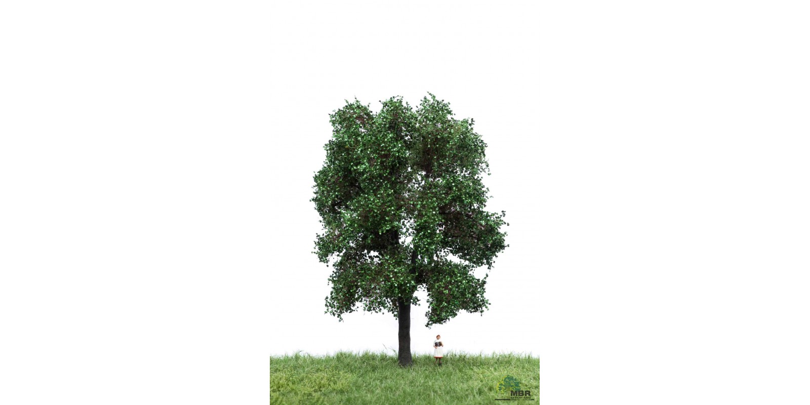 MBR51_2310 Chestnut tree 18-22cm