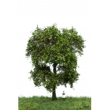 MBR51_2312 Maple tree 18-22cm