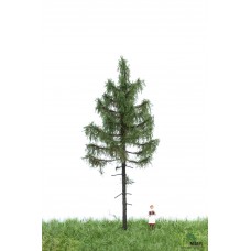 MBR51_4205 Forest spruce 12-16cm