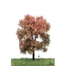 MBR52_2312 Maple tree 18-22cm