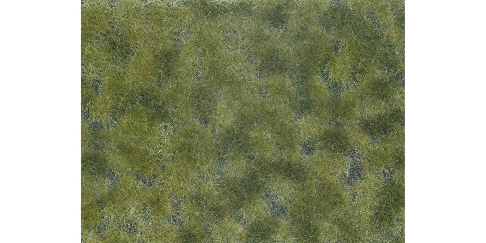 NO07250 Groundcover Foliage, medium green