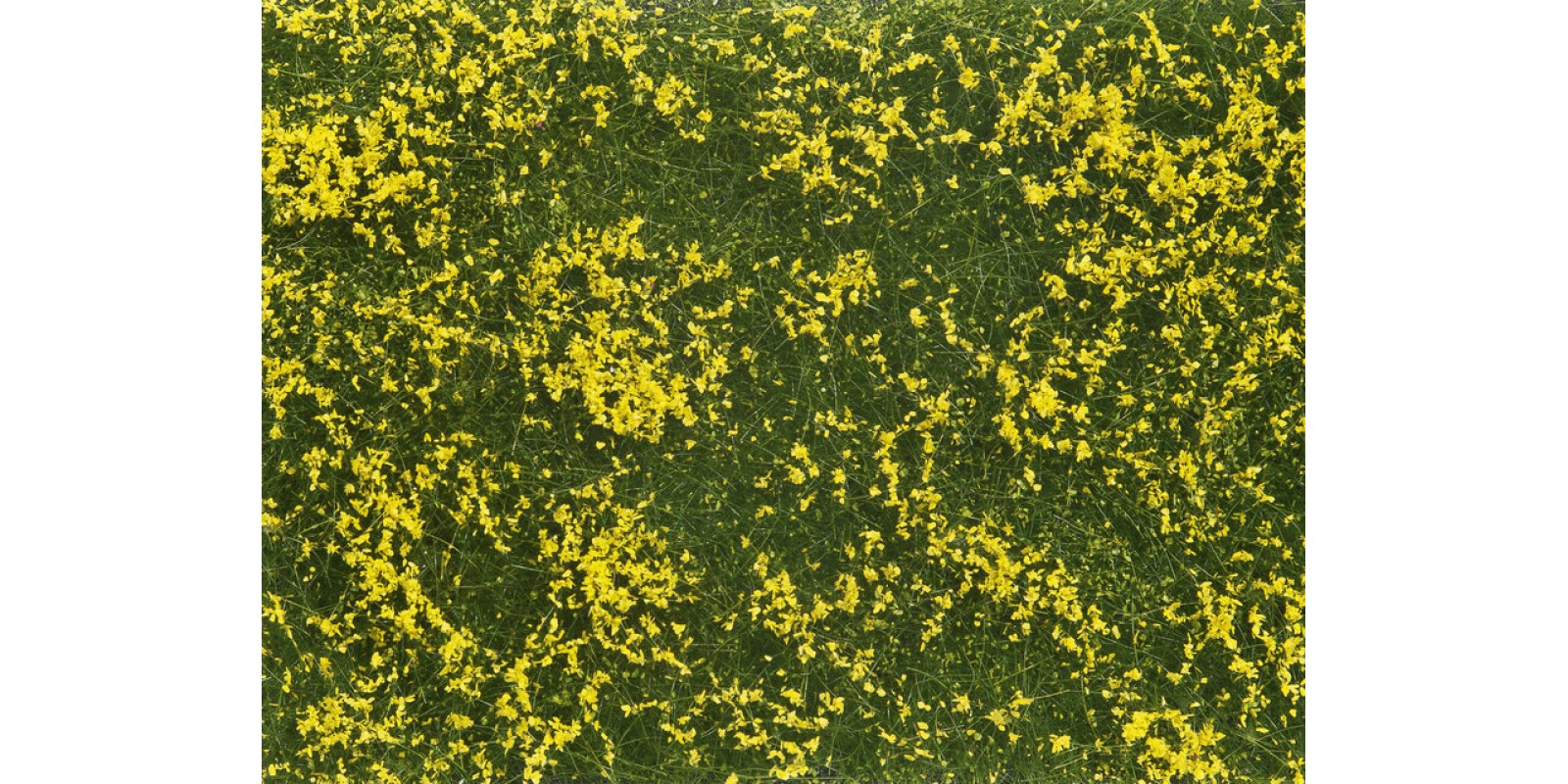 NO07255 Groundcover Foliage meadow yellow